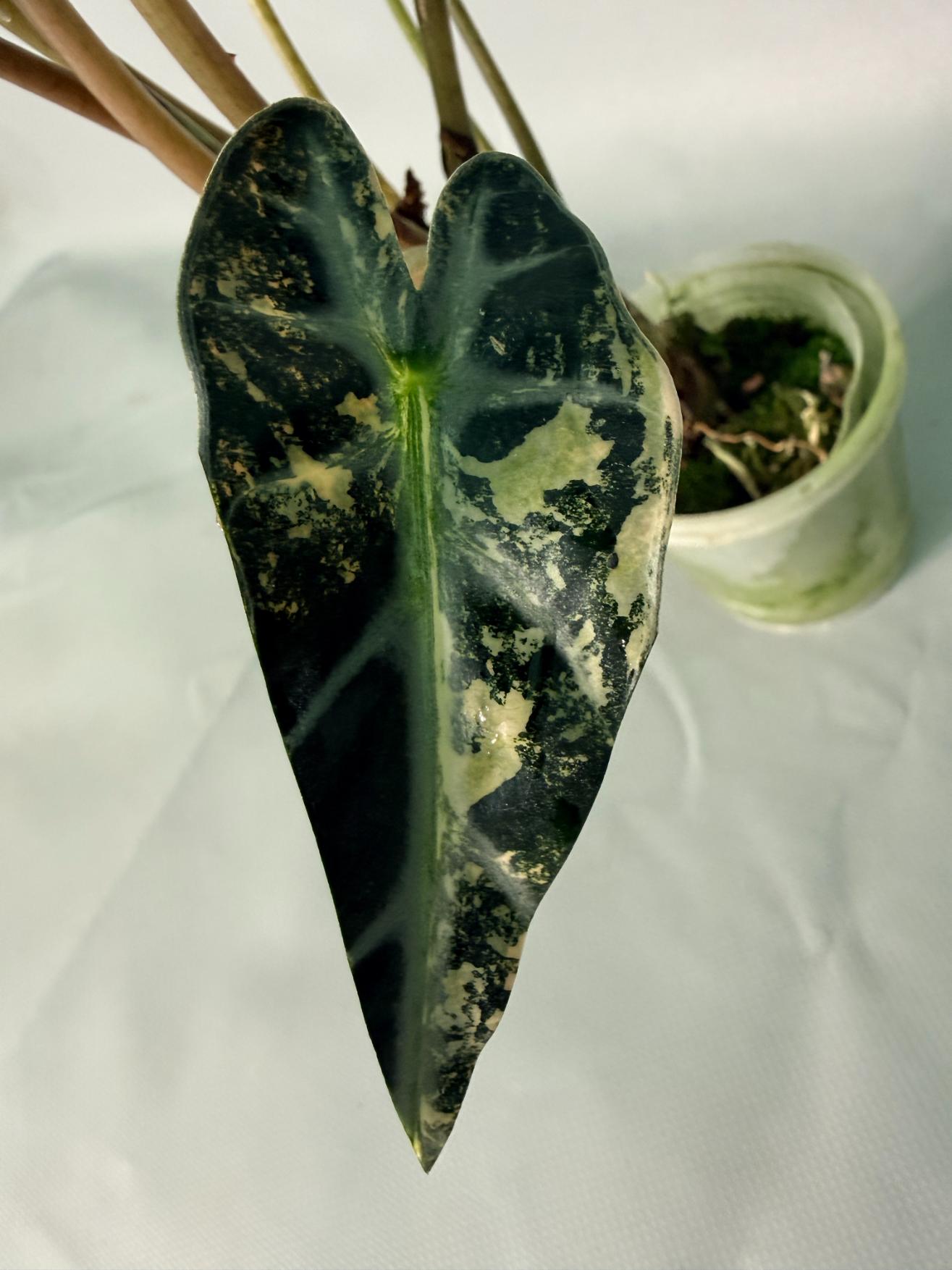 Alocasia Bambino Variegata Aurea