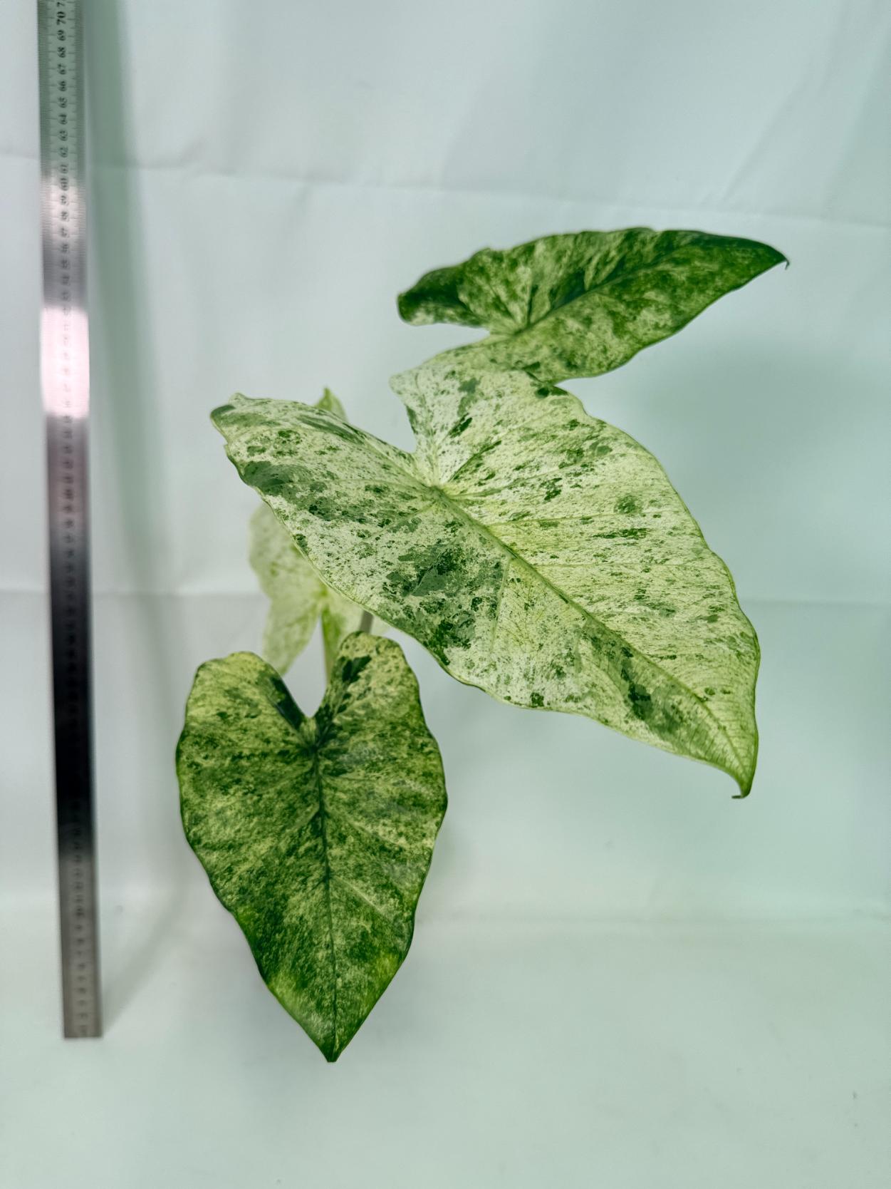 Alocasia Macrorrhiza Variegata