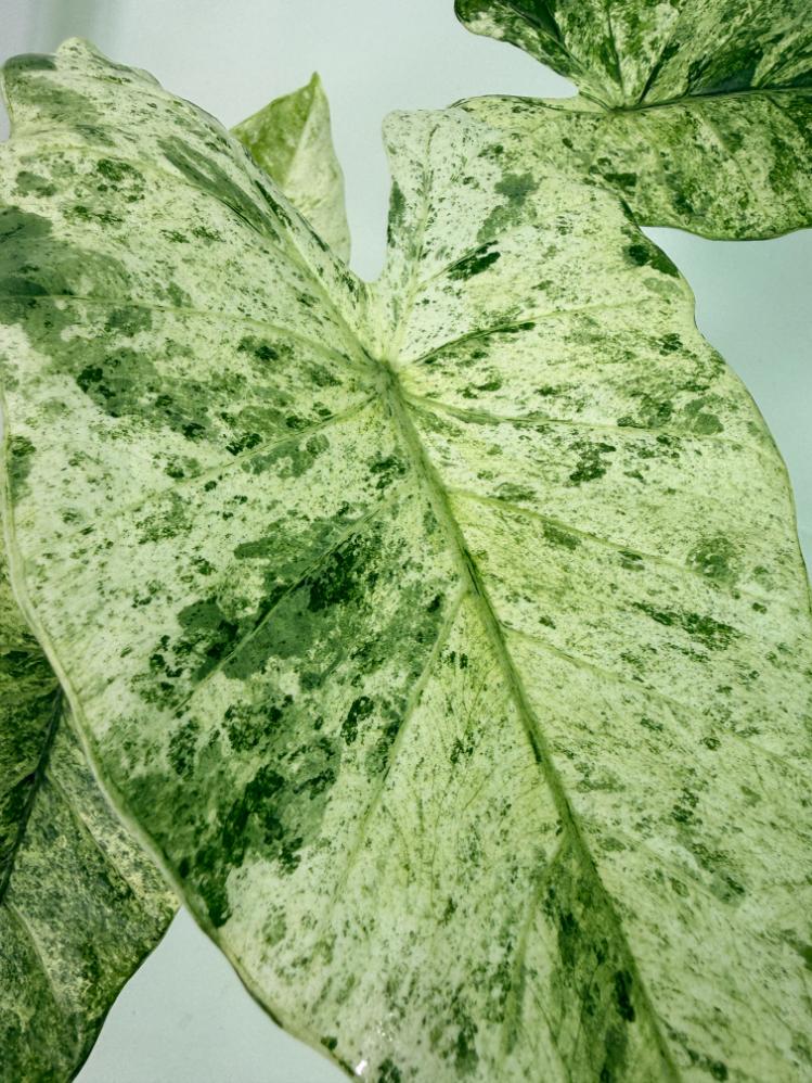 Alocasia Macrorrhiza Variegata