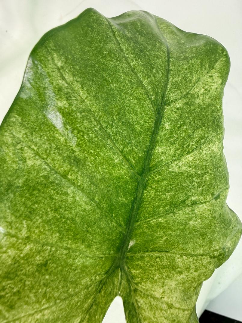 Alocasia Macrorrhiza Variegata