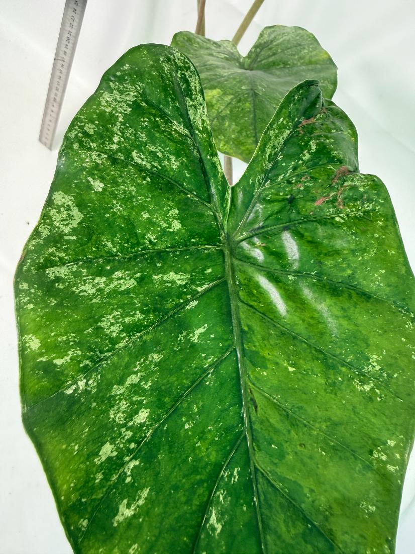 Alocasia Macrorrhiza Variegata