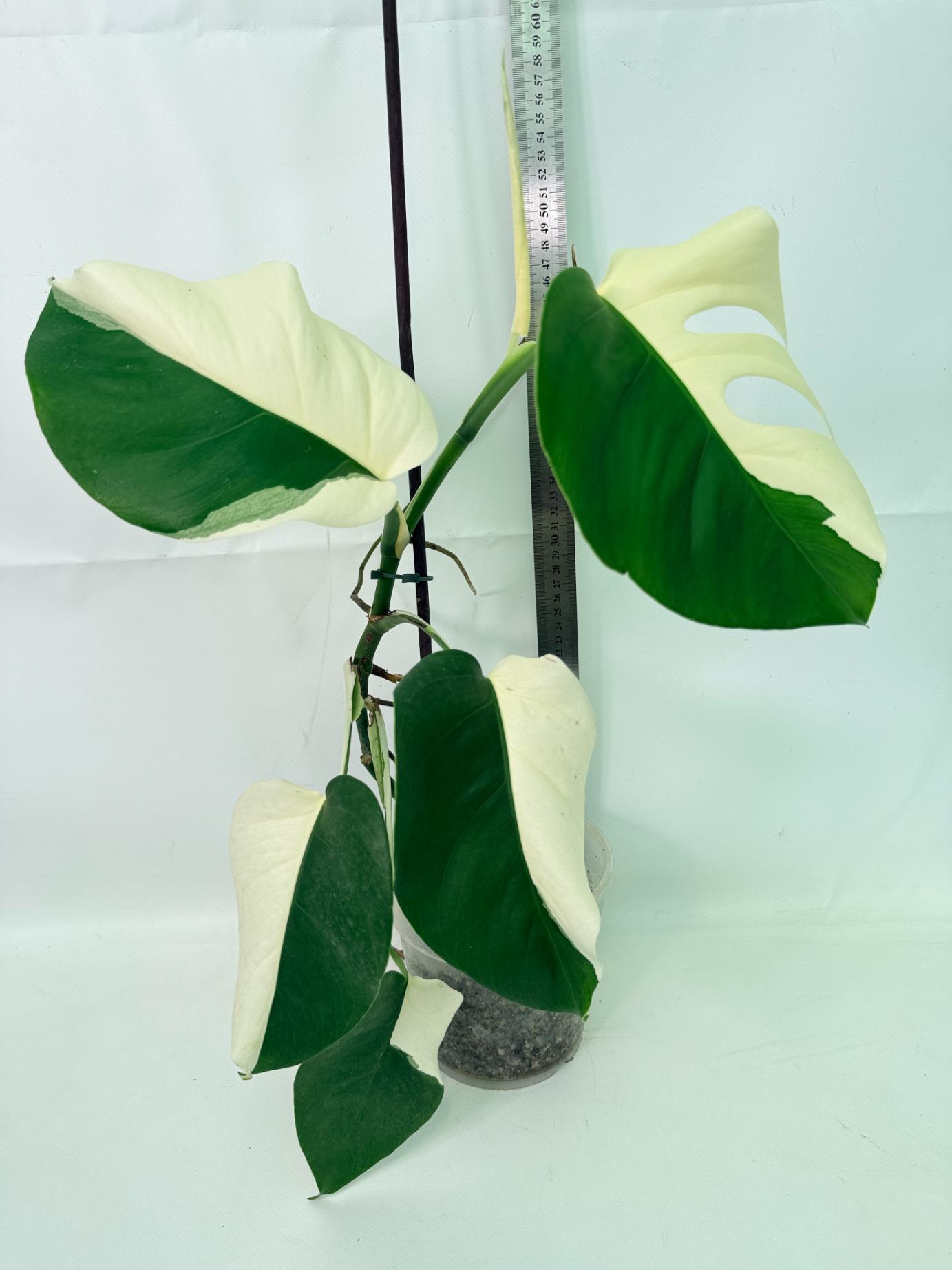 Monstera Albo Variegata HALF MOON