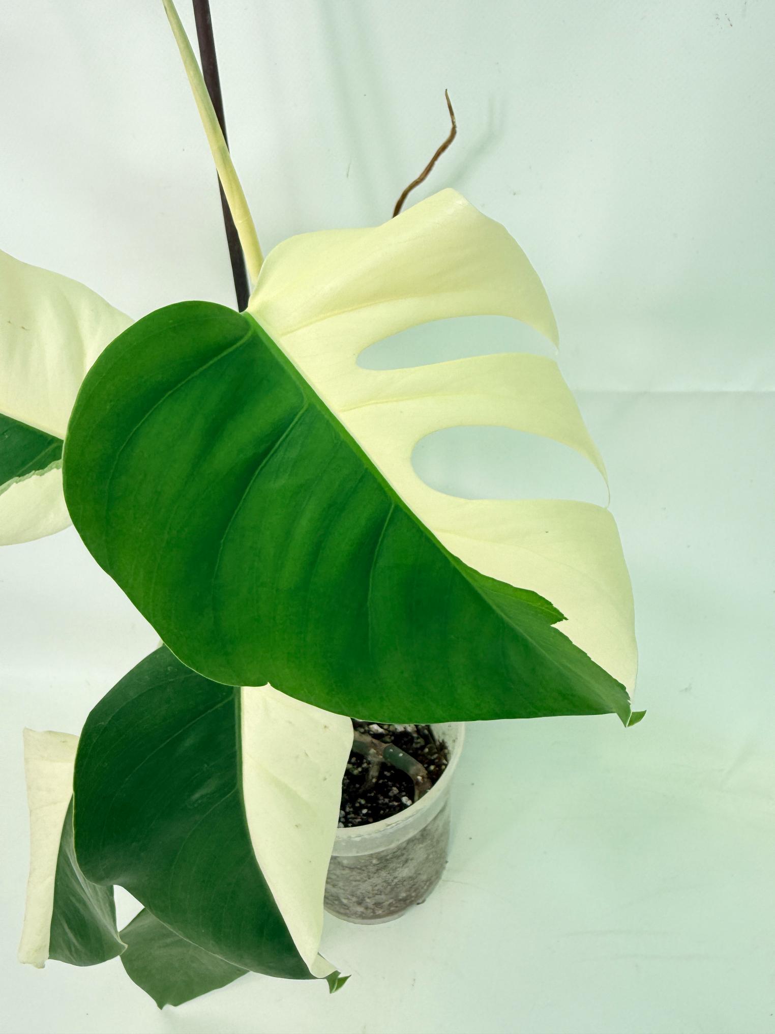 Monstera Albo Variegata HALF MOON