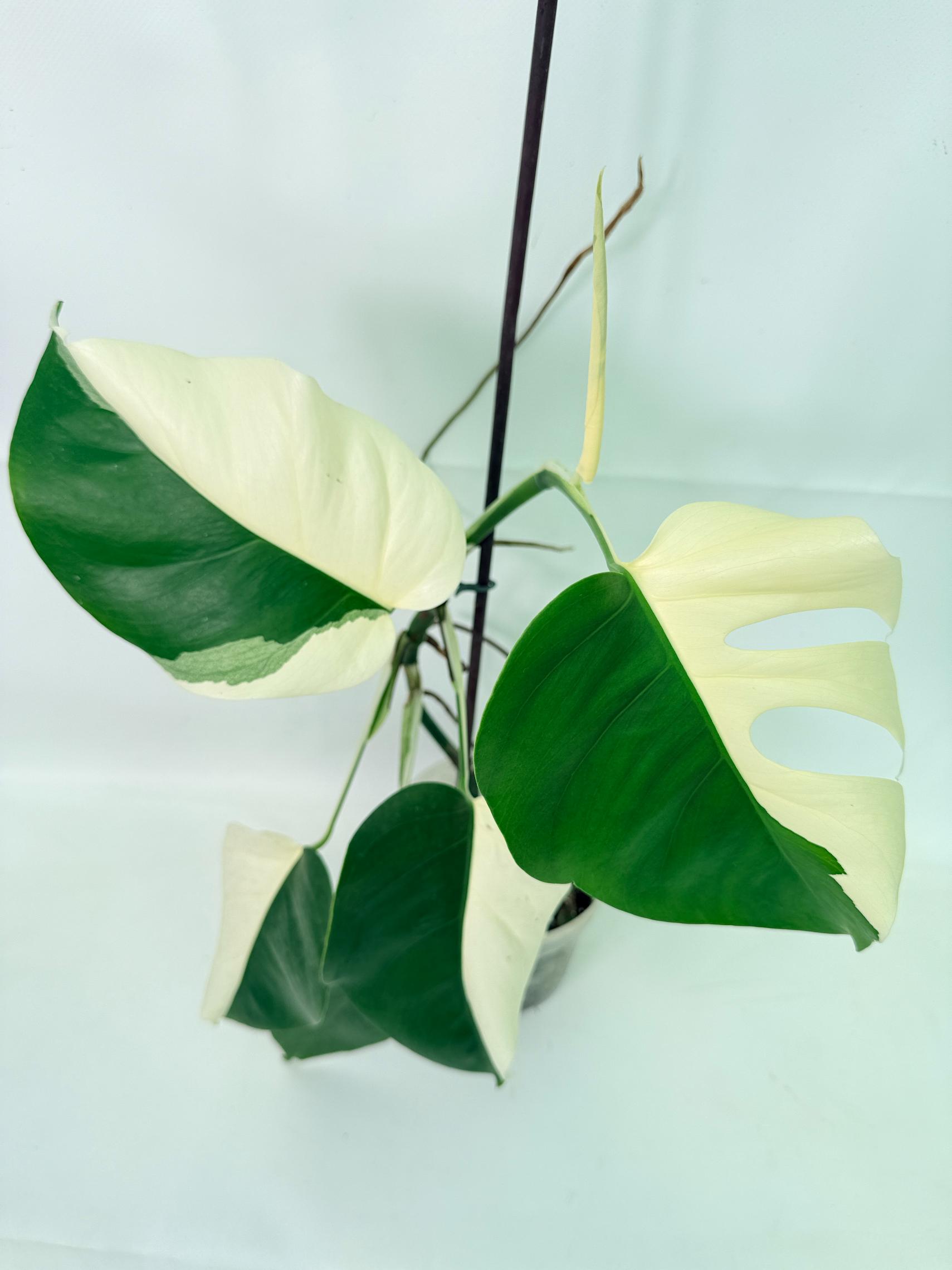 Monstera Albo Variegata HALF MOON