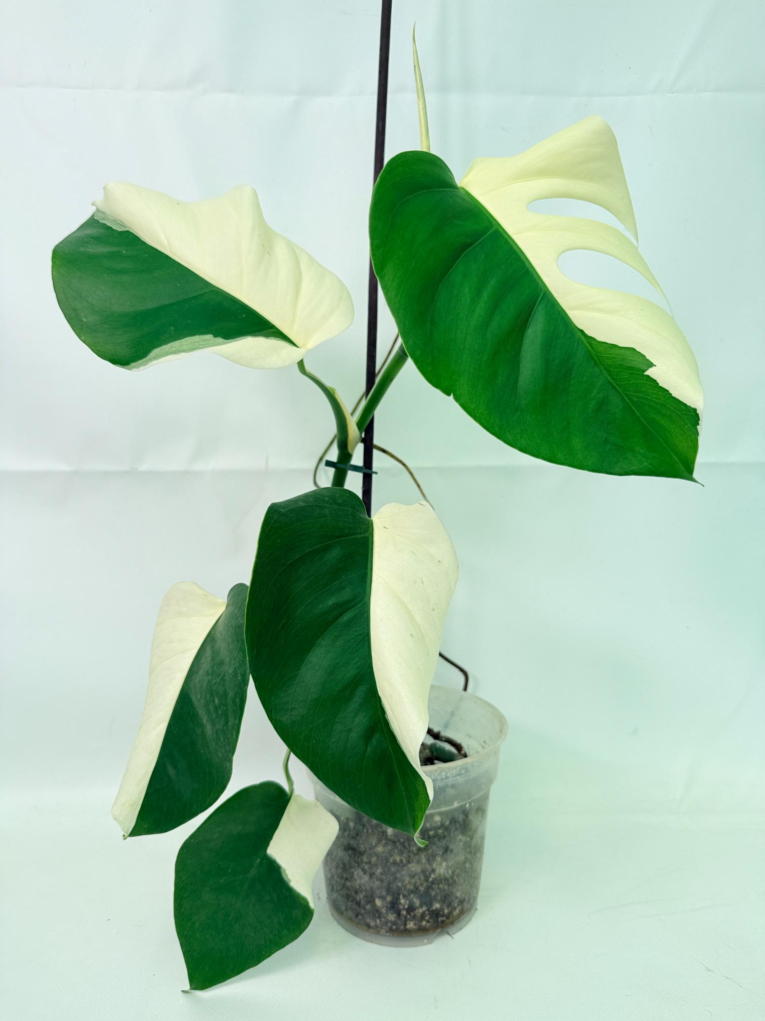 Monstera Albo Variegata HALF MOON