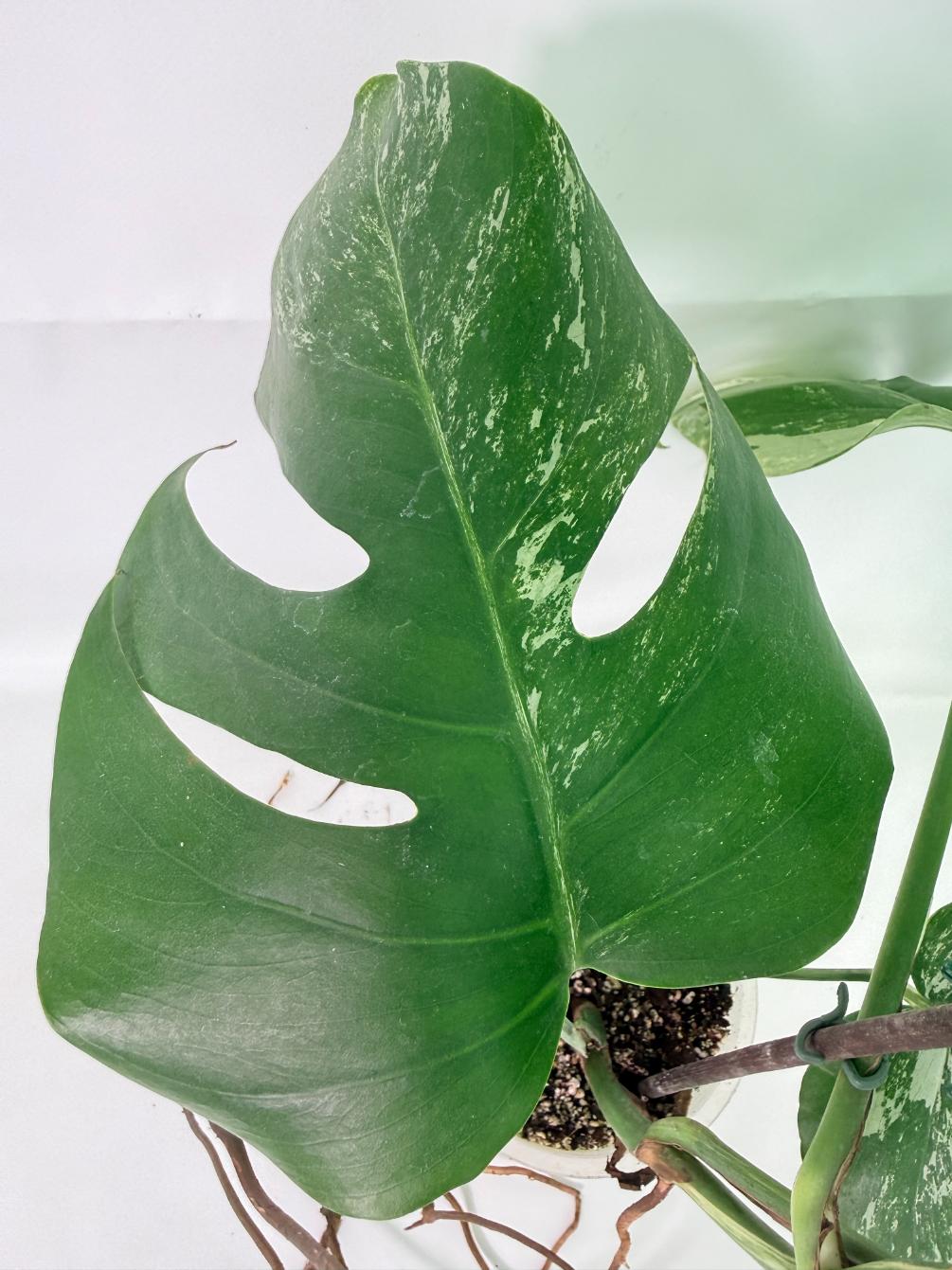 Monstera Albo Variegata XL