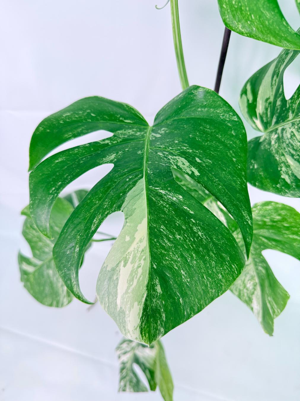 Monstera Albo Variegata XXL
