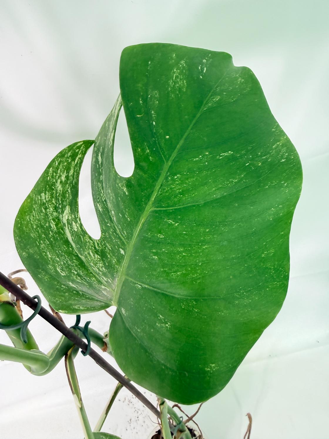 Monstera Albo Variegata XXL