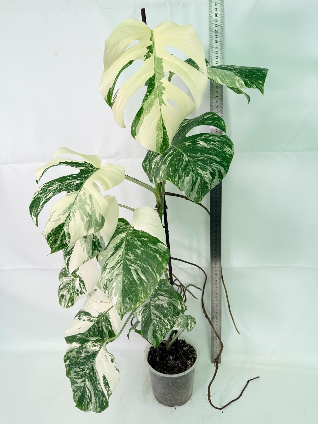 Monstera Albo Variegata XXL