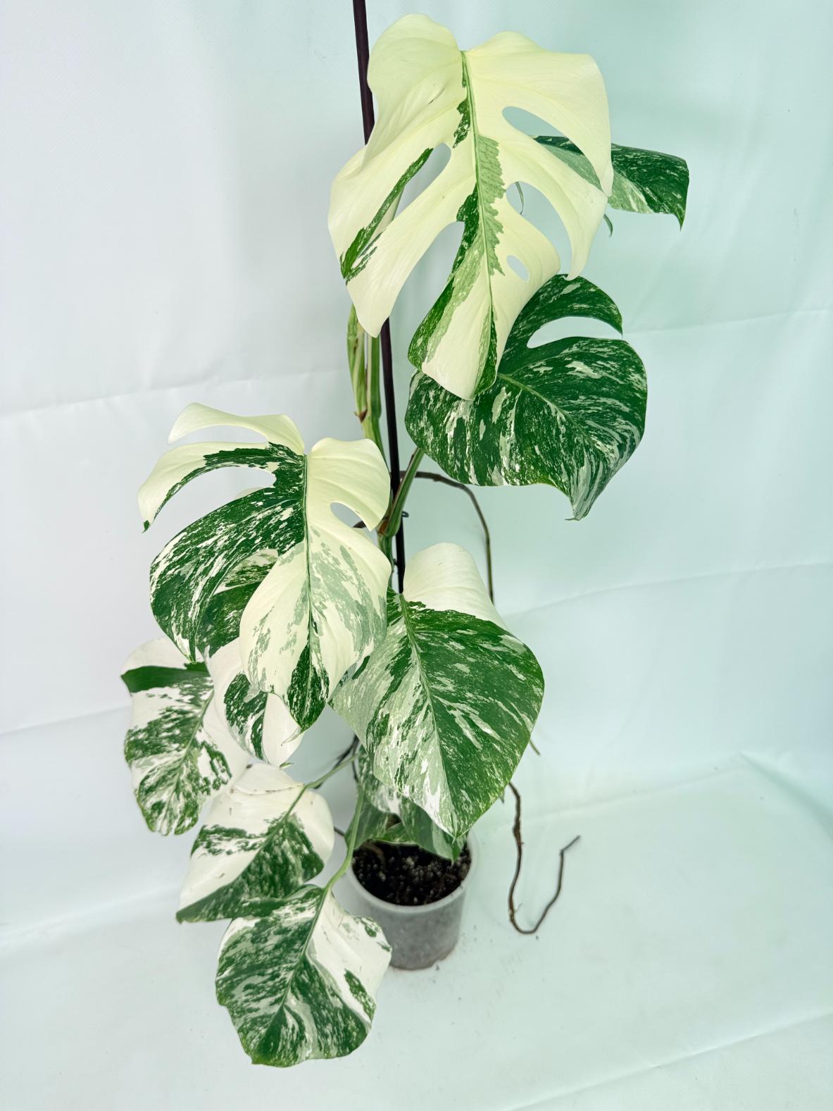 Monstera Albo Variegata XXL