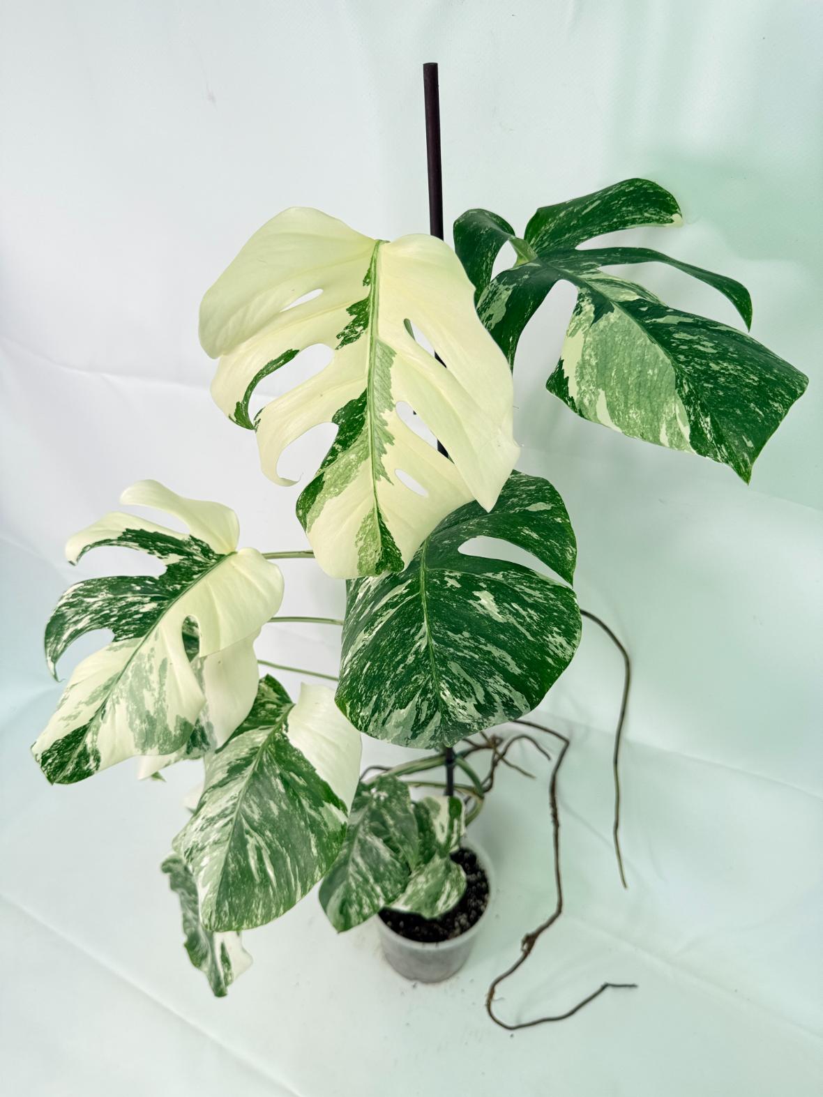 Monstera Albo Variegata XXL