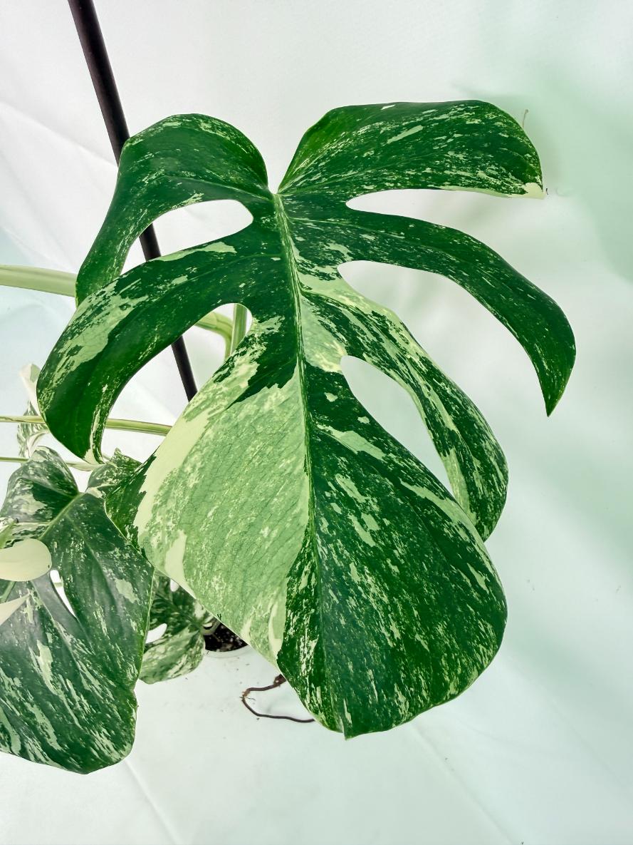 Monstera Albo Variegata XXL