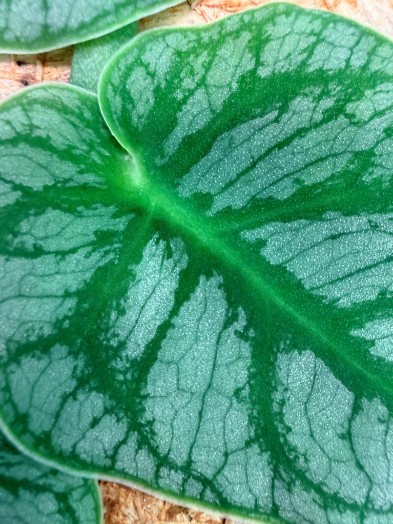 Monstera Dubia