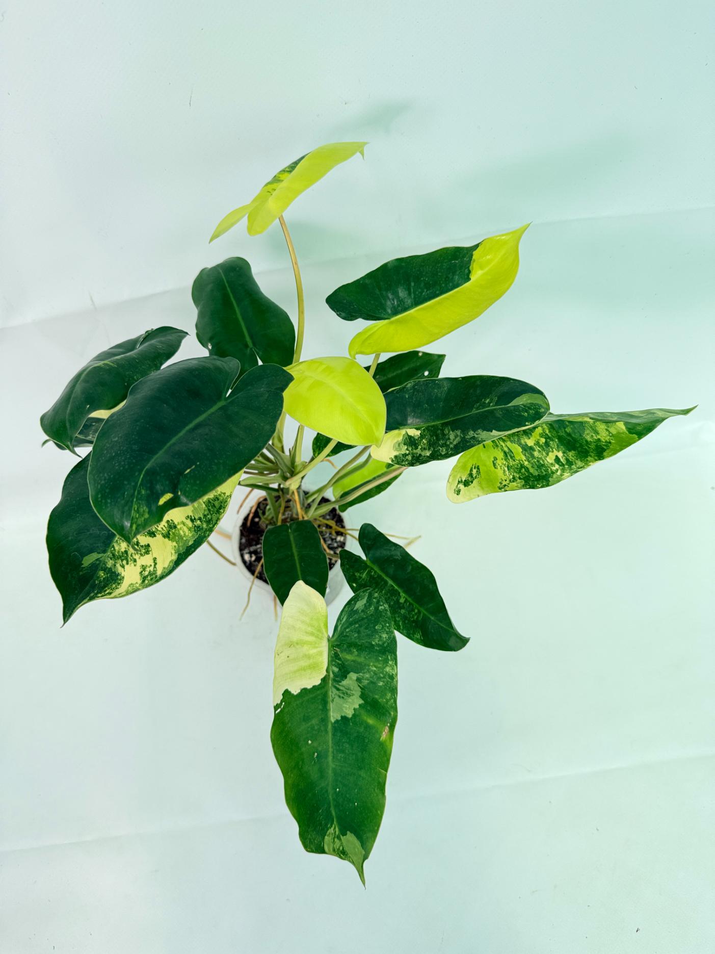 Philodendron Burle Marx Variegata