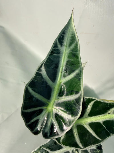 Alocasia Bambino Variegata Aurea