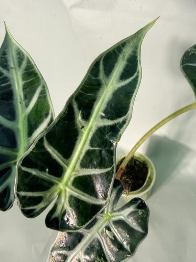 Alocasia Bambino Variegata Aurea