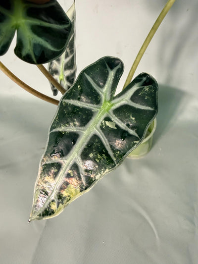 Alocasia Bambino Variegata Aurea