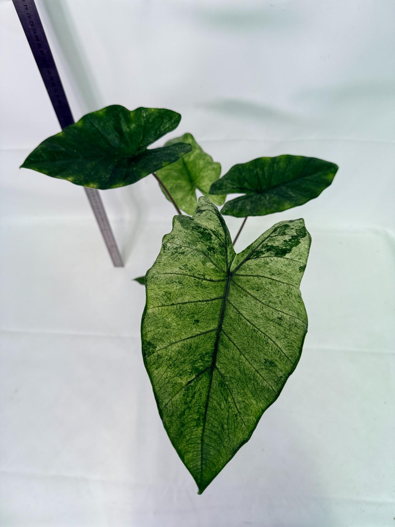 Alocasia Macrorrhiza Variegata