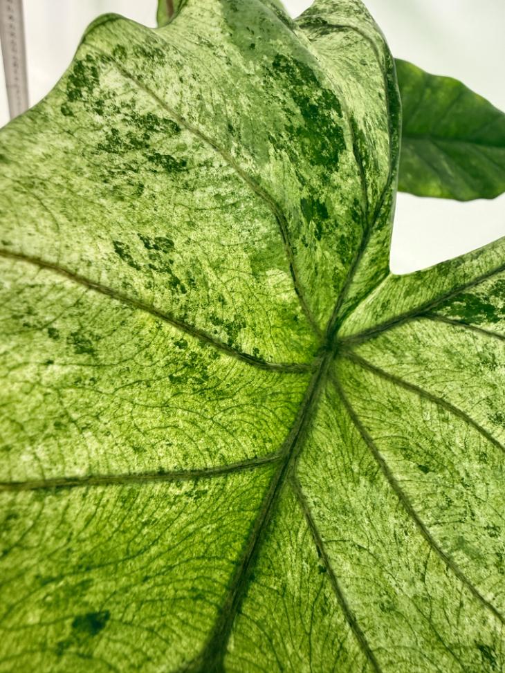 Alocasia Macrorrhiza Variegata