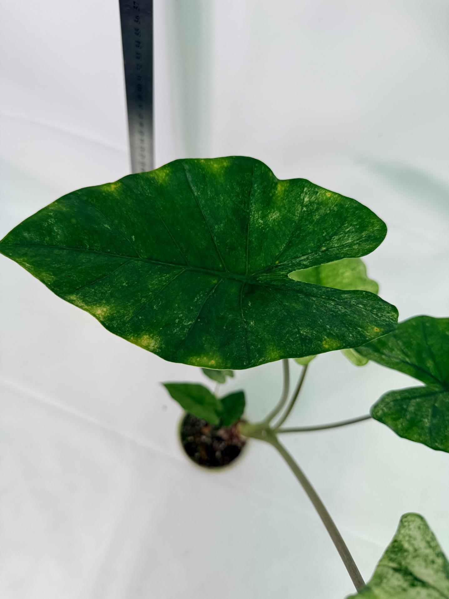 Alocasia Macrorrhiza Variegata