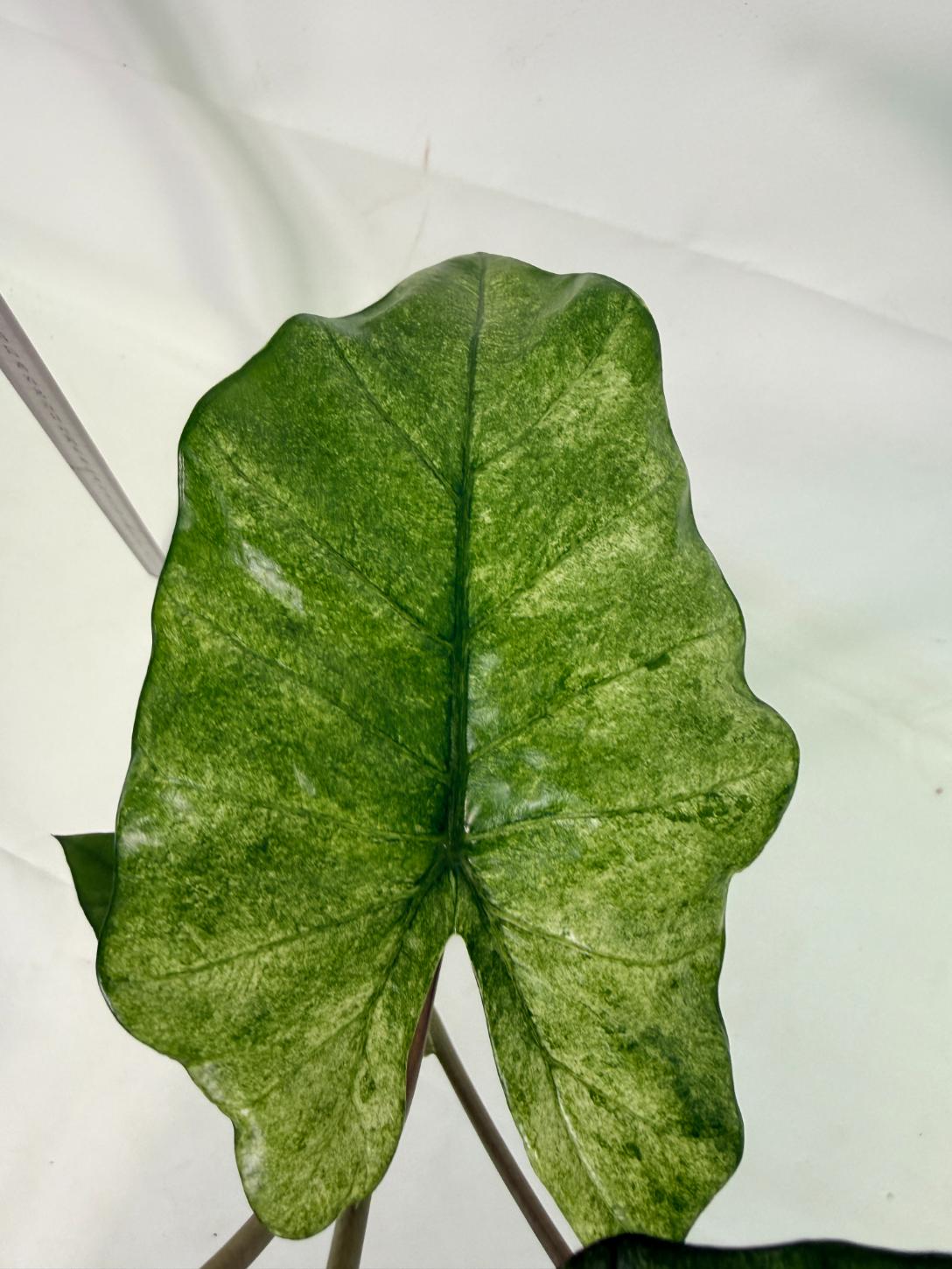 Alocasia Macrorrhiza Variegata