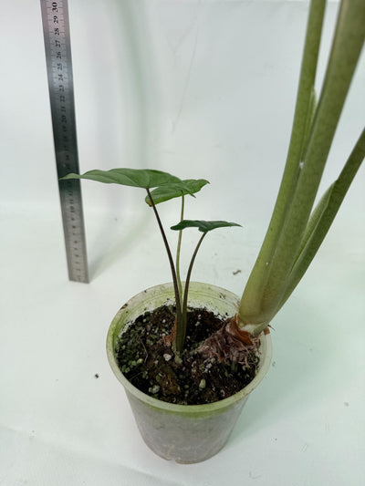 Alocasia Macrorrhiza Variegata