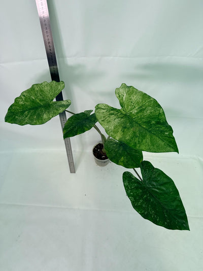 Alocasia Macrorrhiza Variegata