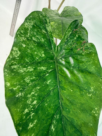 Alocasia Macrorrhiza Variegata