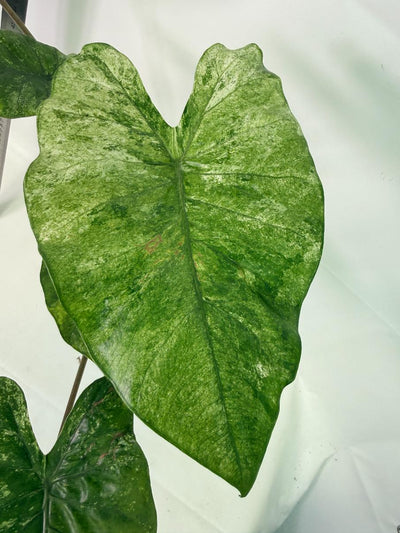 Alocasia Macrorrhiza Variegata