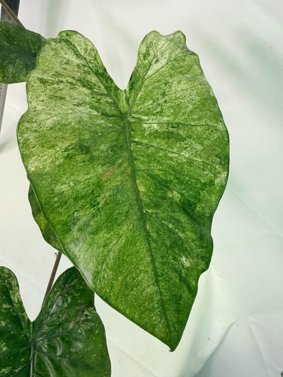 Alocasia Macrorrhiza Variegata