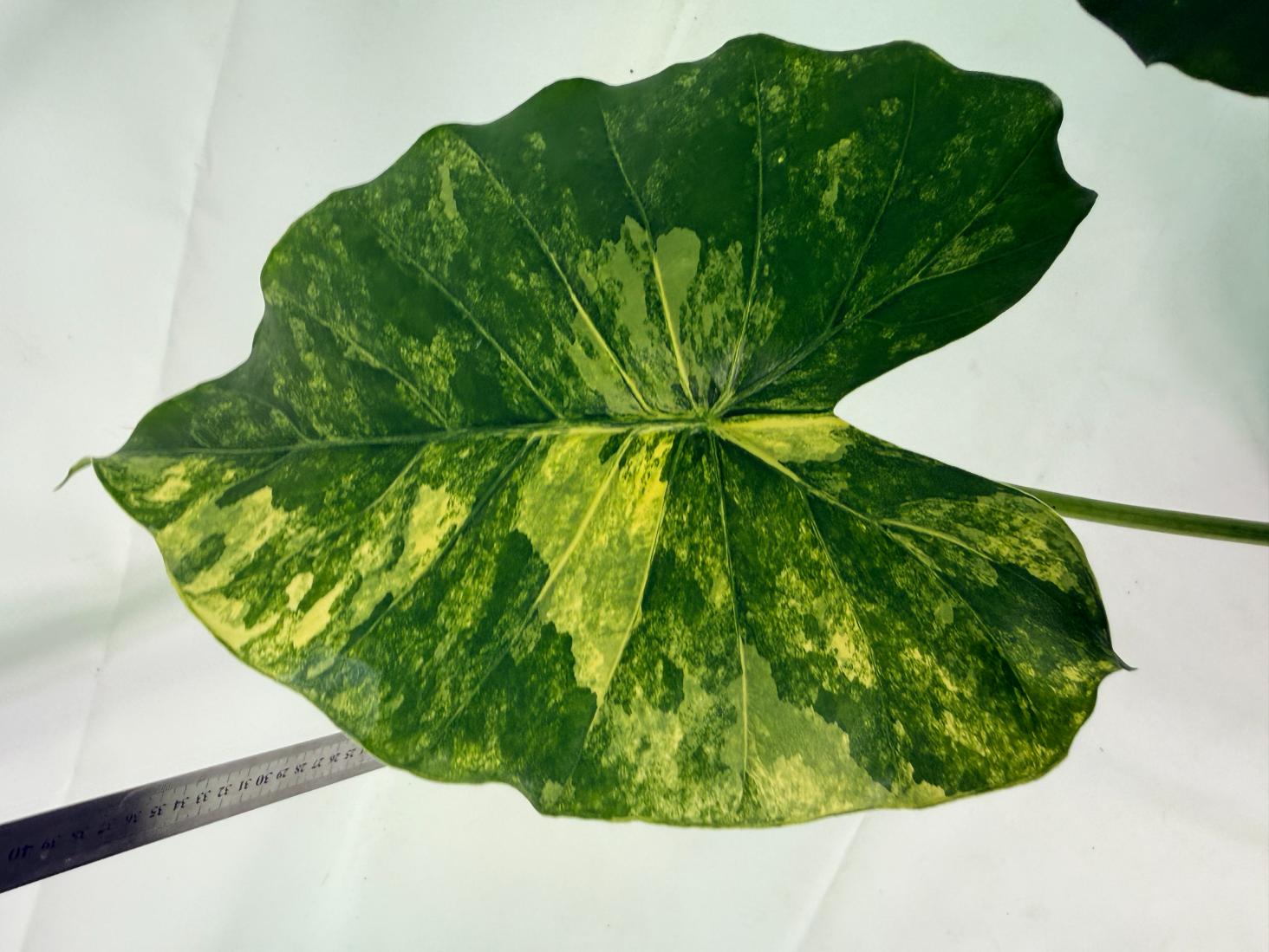 Alocasia Odora Variegata Aurea XL