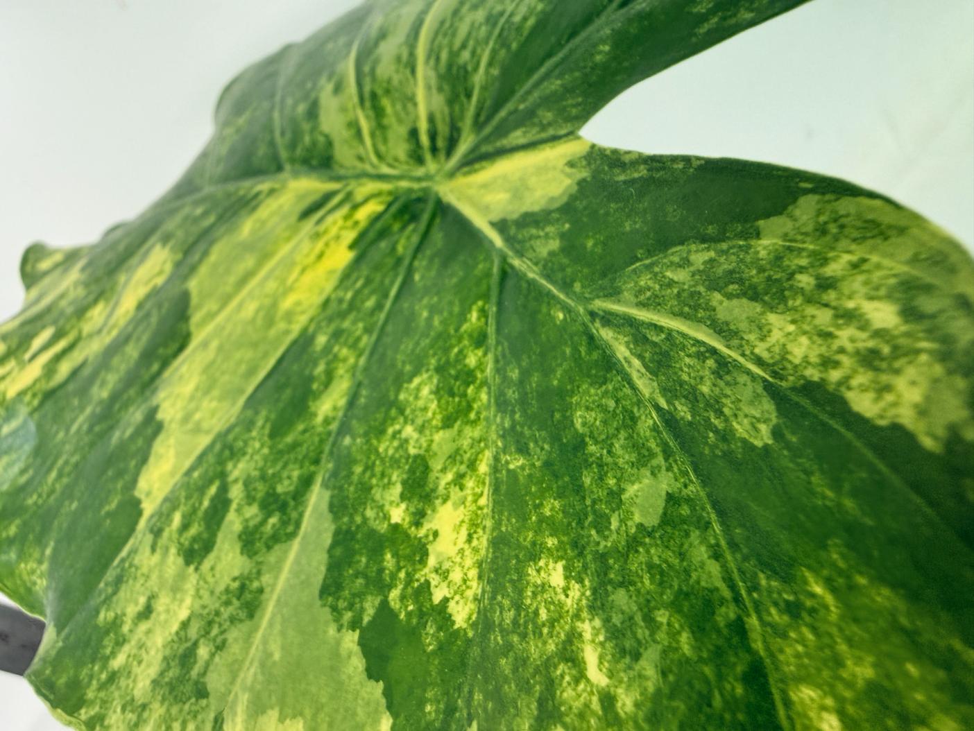Alocasia Odora Variegata Aurea XL