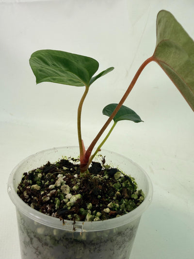 Anthurium Papillilaminum Guna Yana x Papillilaminum Fort Sherman x Dark Phoenix
