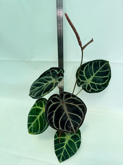 Anthurium Red Crystallinum x Silver Blush