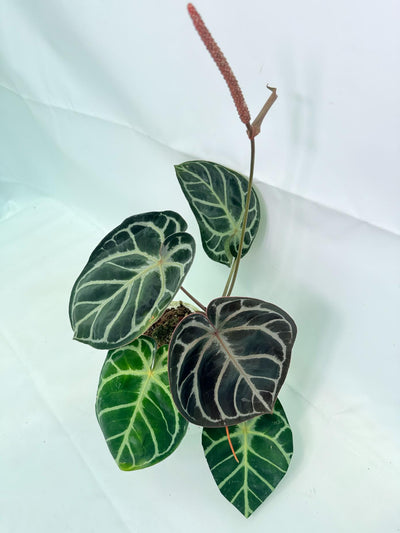 Anthurium Red Crystallinum x Silver Blush