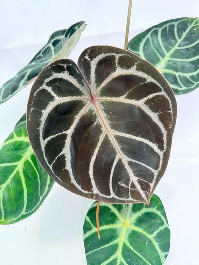 Anthurium Red Crystallinum x Silver Blush