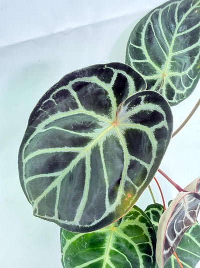 Anthurium Red Crystallinum x Silver Blush