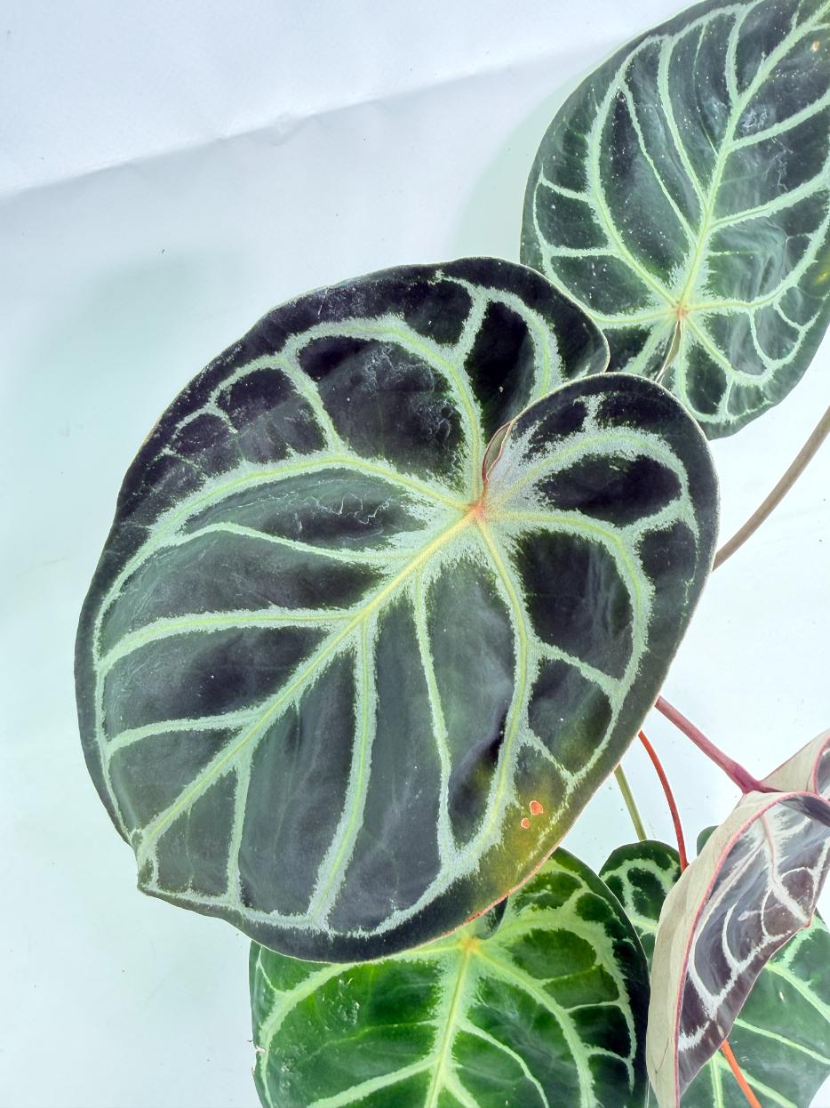 Anthurium Red Crystallinum x Silver Blush