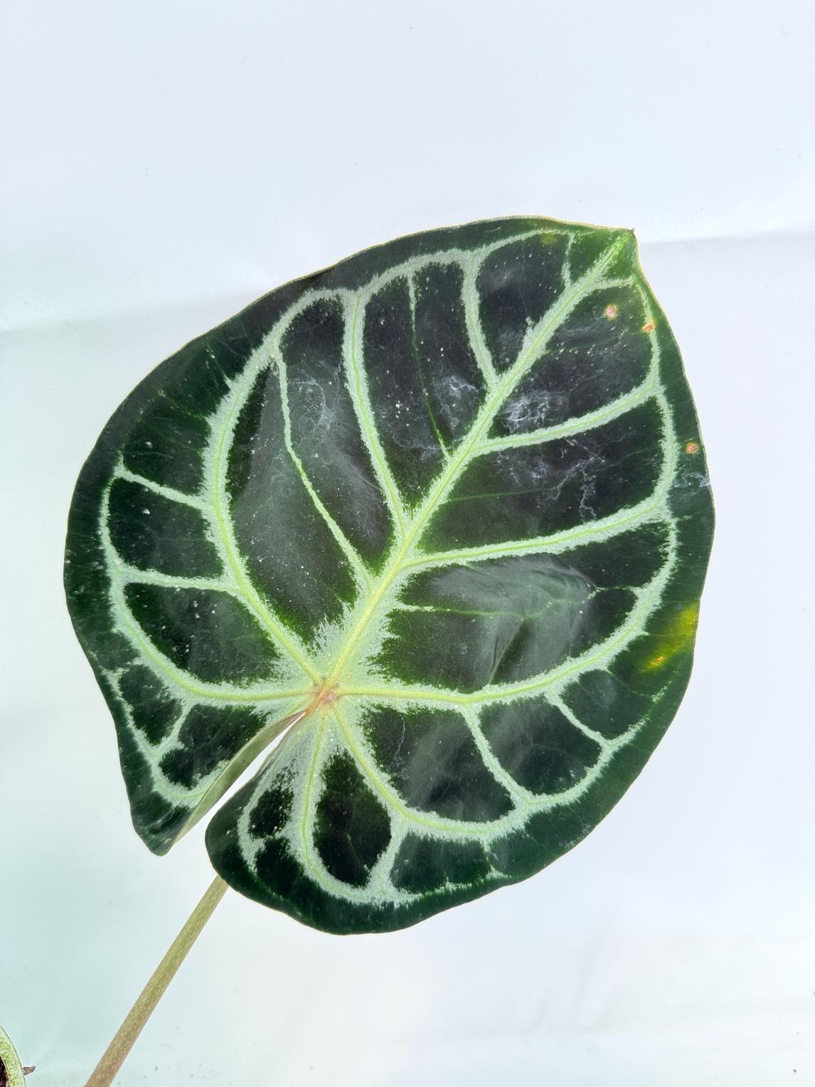 Anthurium Red Crystallinum x Silver Blush