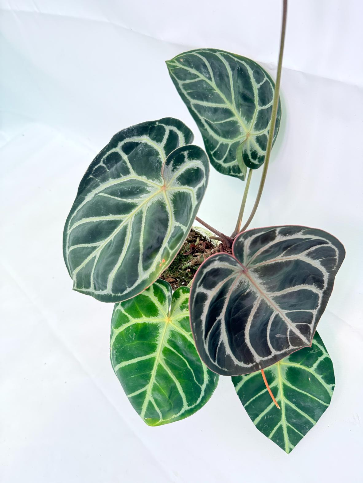 Anthurium Red Crystallinum x Silver Blush