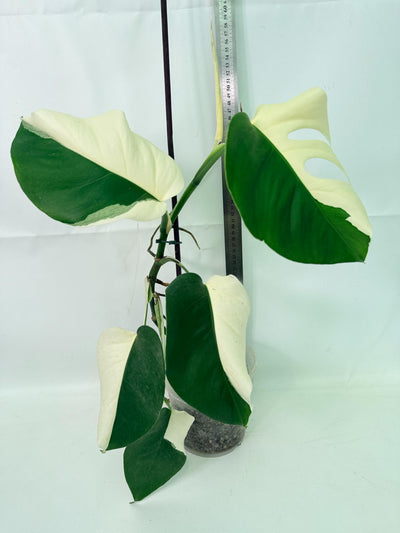 Monstera  Albo Variegata HALF MOON
