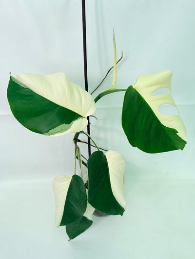 Monstera  Albo Variegata HALF MOON