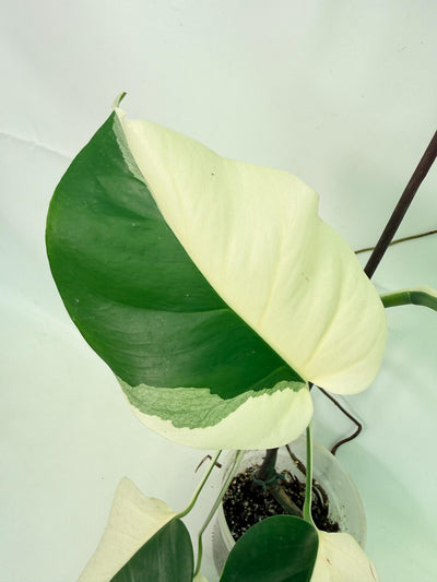 Monstera  Albo Variegata HALF MOON