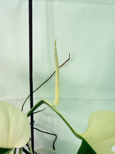 Monstera  Albo Variegata HALF MOON