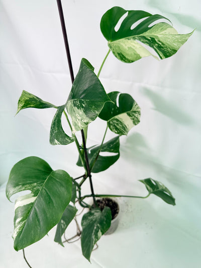 Monstera Albo Variegata XL