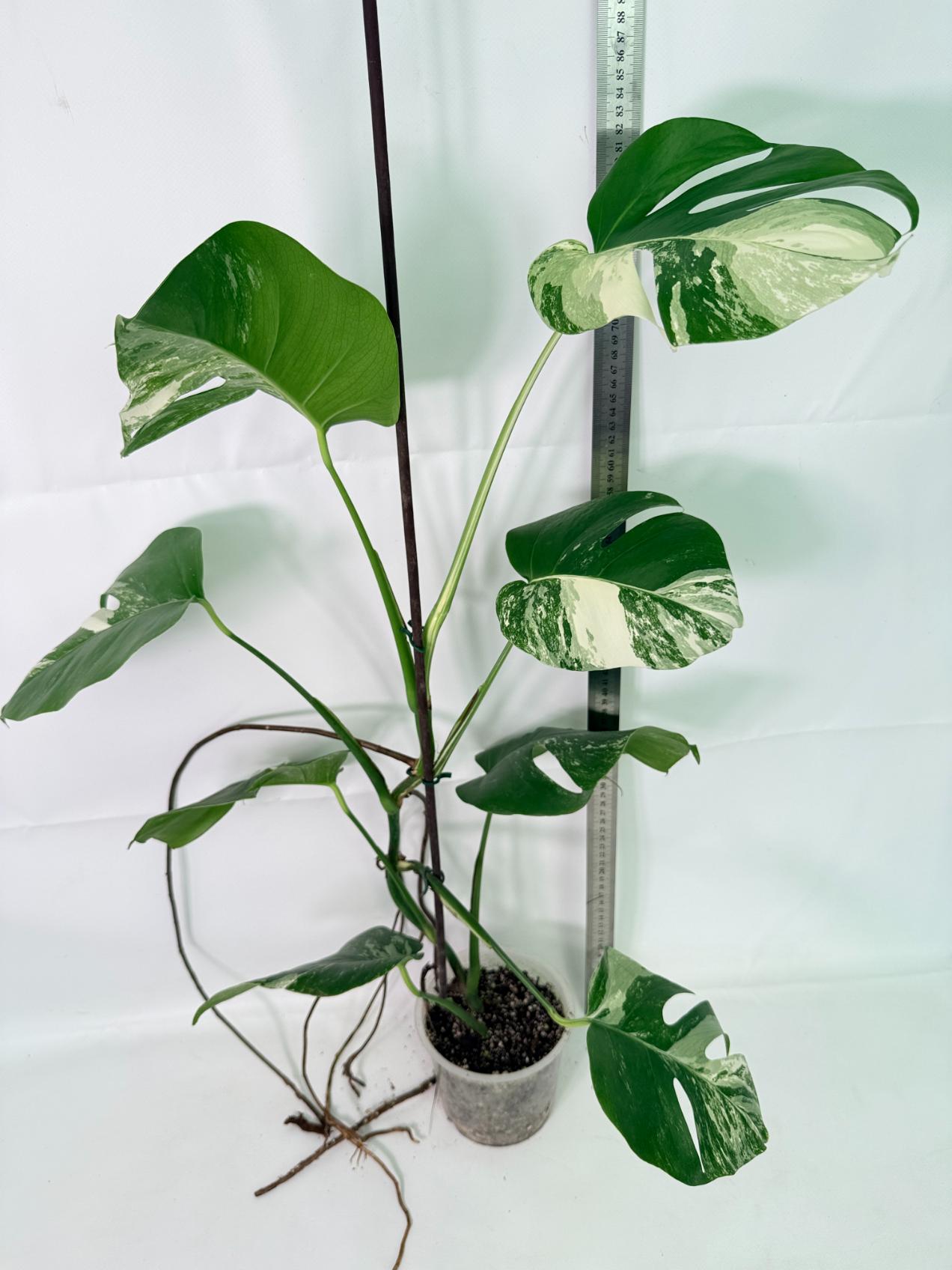 Monstera Albo Variegata XL