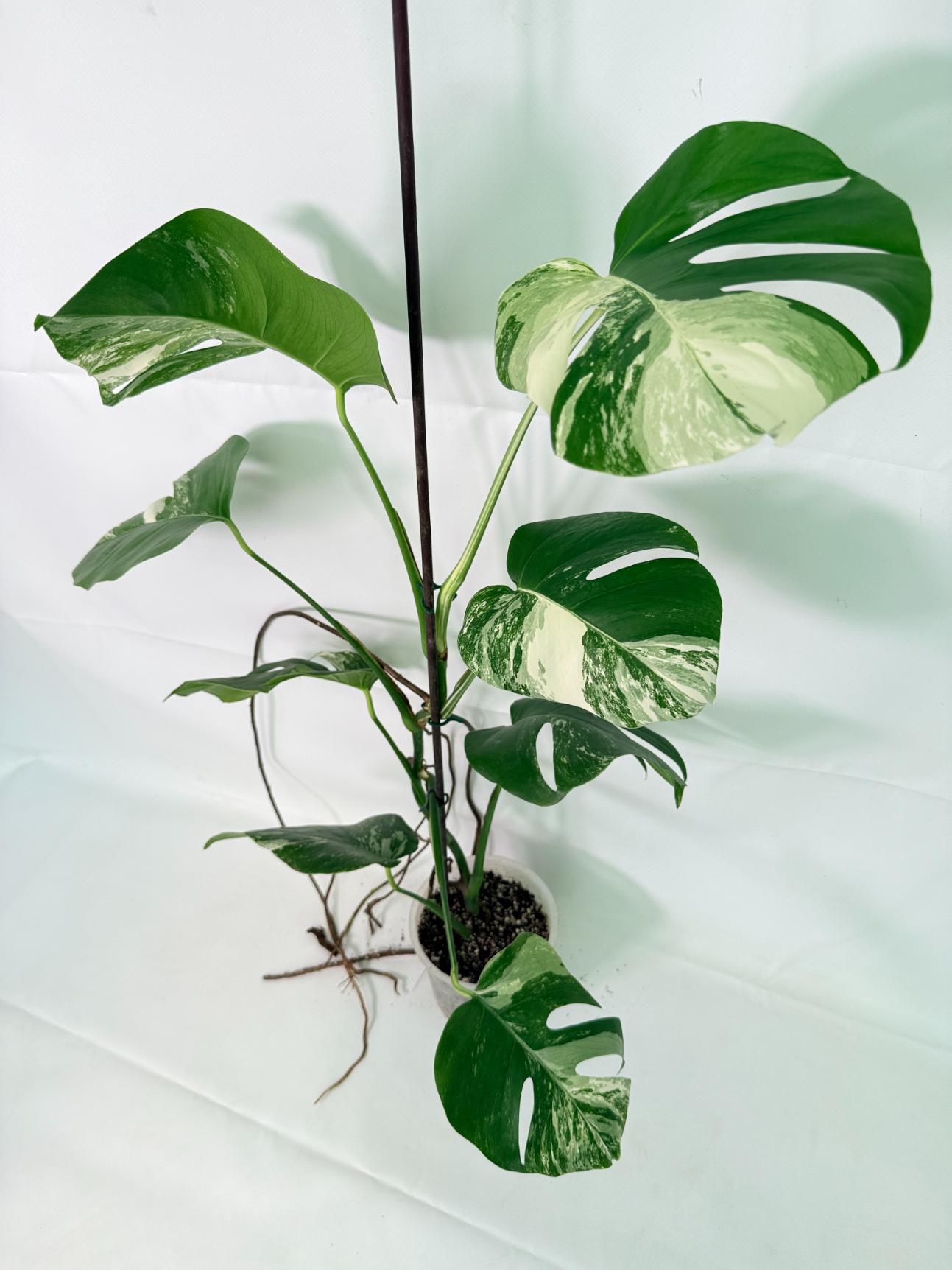 Monstera Albo Variegata XL