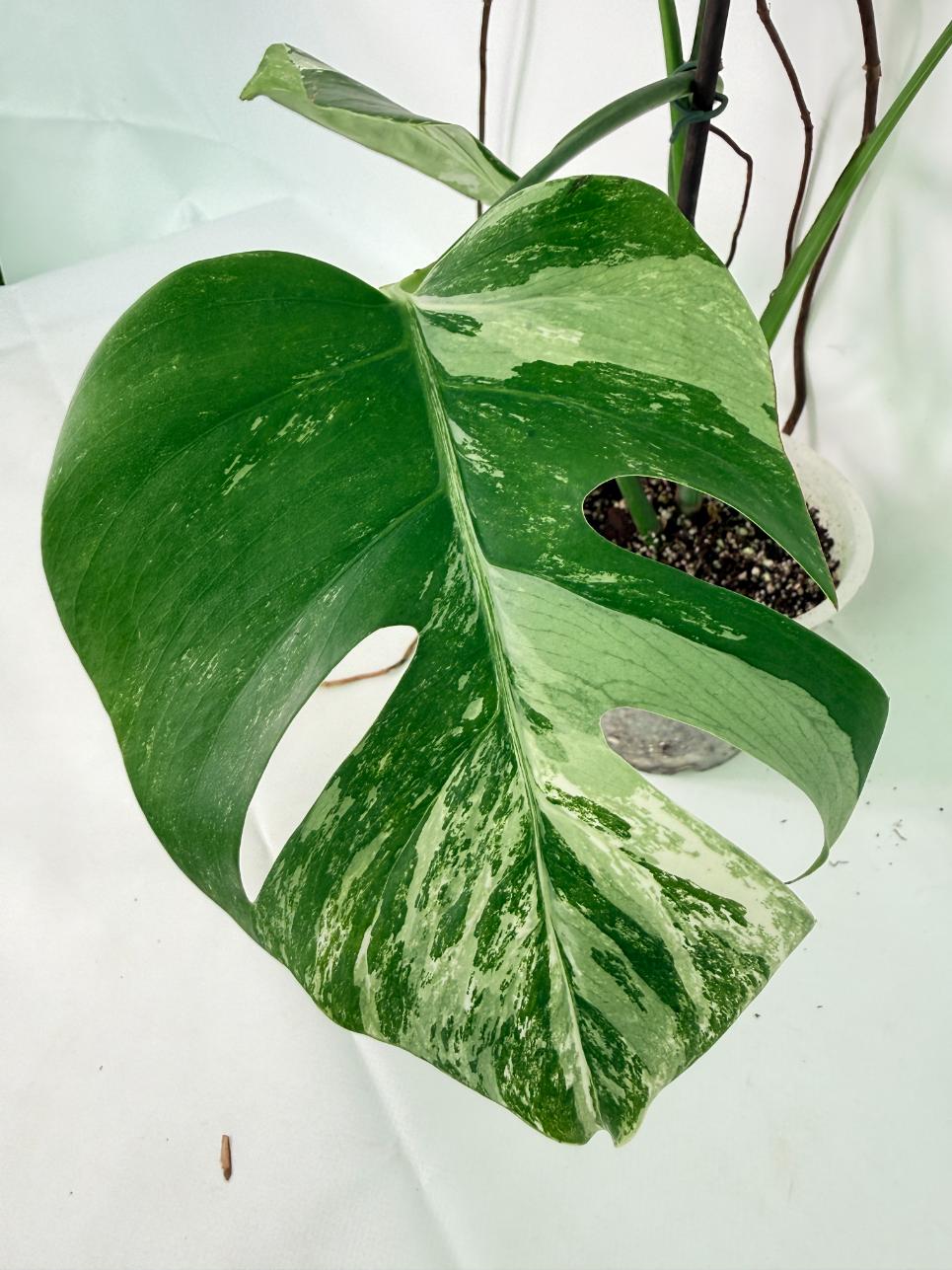 Monstera Albo Variegata XL