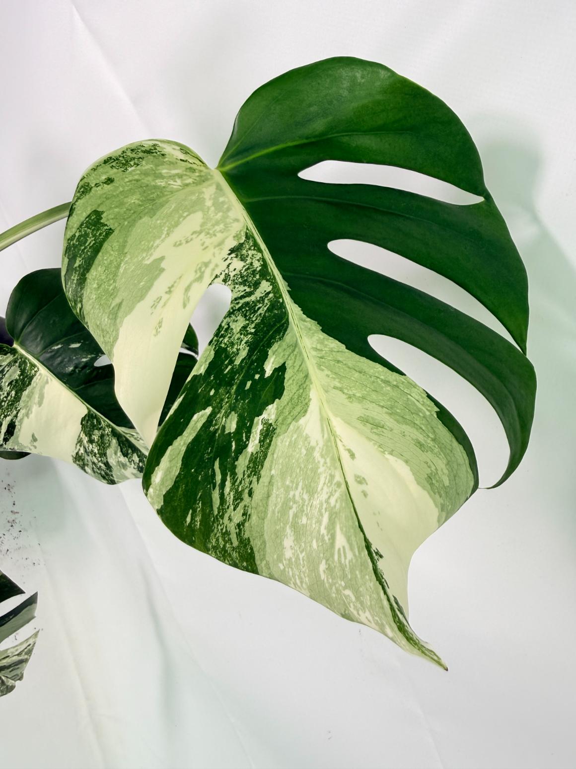 Monstera Albo Variegata XL
