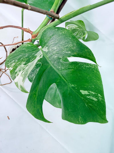 Monstera Albo Variegata XL